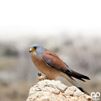 دلیجه کوچک Lesser Kestrel